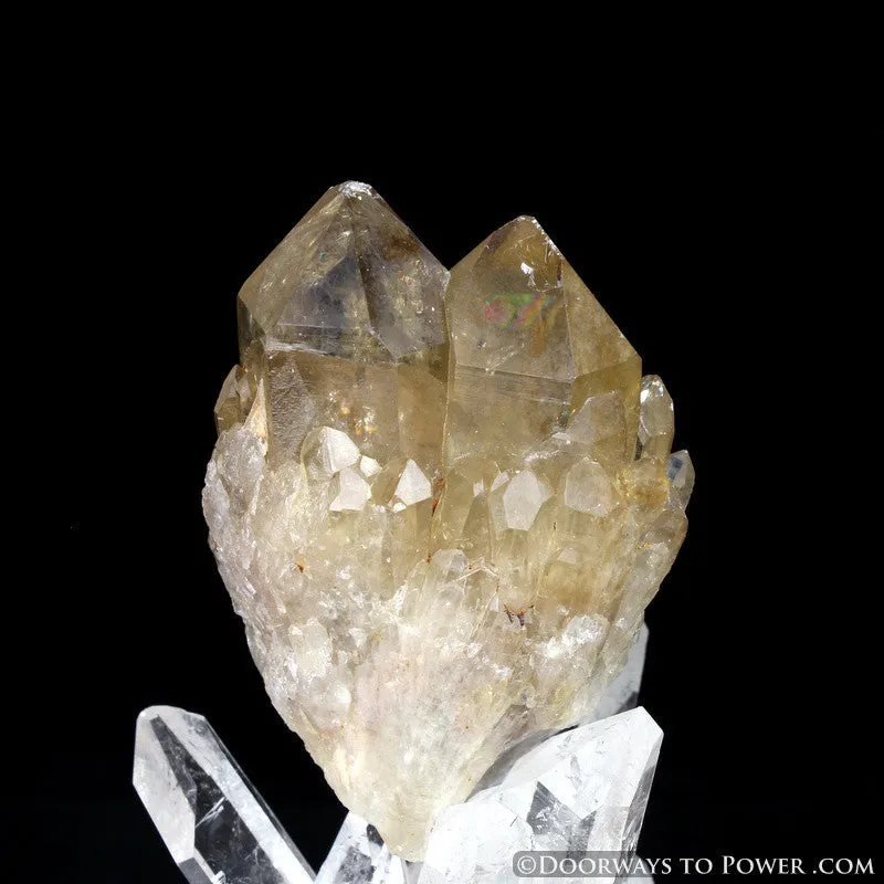 Rare 3" Natural Citrine Lightbrary Kundalini Quartz Dow Crystal Cluster