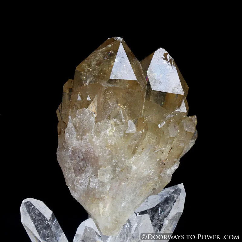 Rare 3" Natural Citrine Lightbrary Kundalini Quartz Dow Crystal Cluster